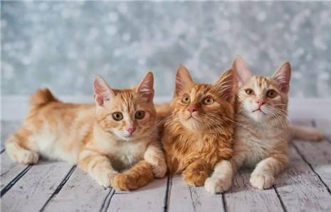 猫咪技能爆料表图解视频,图解视频深度解析