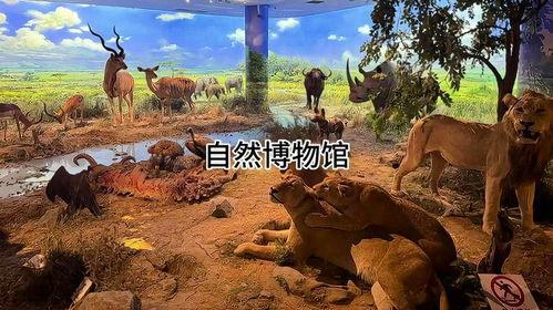 枫丹自然博物馆爆料视频,探秘自然奇观，探寻生命奥秘