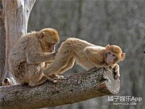 猴子爆料最新视频大全,最新视频大全揭秘幕后真相 第2张 猴子爆料最新视频大全,最新视频大全揭秘幕后真相 第2张