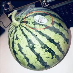 网红吃瓜 中国,揭秘网络热点背后的故事 第2张 网红吃瓜 中国,揭秘网络热点背后的故事 第2张