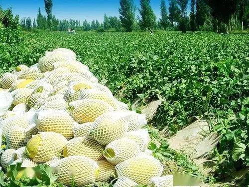 甘肃瓜州免费吃瓜,尽享丝路甜蜜诱惑 第3张 甘肃瓜州免费吃瓜,尽享丝路甜蜜诱惑 第3张