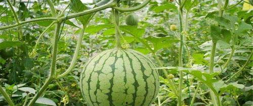 天津美院小网红吃瓜,揭秘校园八卦风云 第3张 天津美院小网红吃瓜,揭秘校园八卦风云 第3张