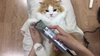 娱乐明显快爆料,甜蜜瞬间引粉丝尖叫