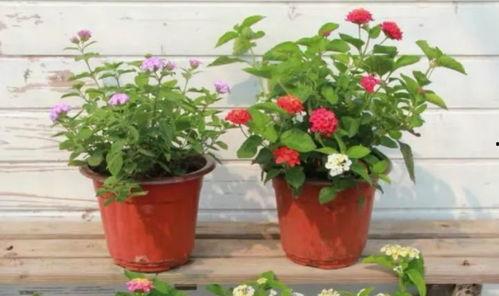 缅北投资者爆料视频最新,投资者爆料视频曝光惊人内幕  第3张