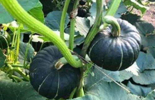 网红陈妮妮吃瓜图片高清,高清美图曝光引网友热议 第2张 网红陈妮妮吃瓜图片高清,高清美图曝光引网友热议 第2张