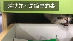 娱乐吃瓜酱猫妈妈视频下载,揭秘萌宠日常 第3张 娱乐吃瓜酱猫妈妈视频下载,揭秘萌宠日常 第3张