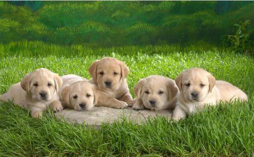 紫狗视频爆料,揭秘娱乐圈惊人内幕