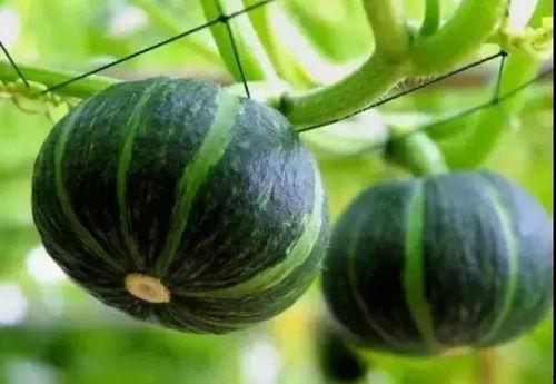 3600w网红吃瓜,揭秘娱乐圈最新吃瓜盛宴！  第2张