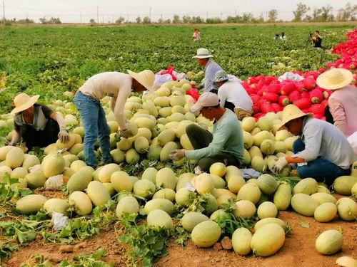 网红吃瓜 渠道,揭秘娱乐圈幕后真相 第2张 网红吃瓜 渠道,揭秘娱乐圈幕后真相 第2张