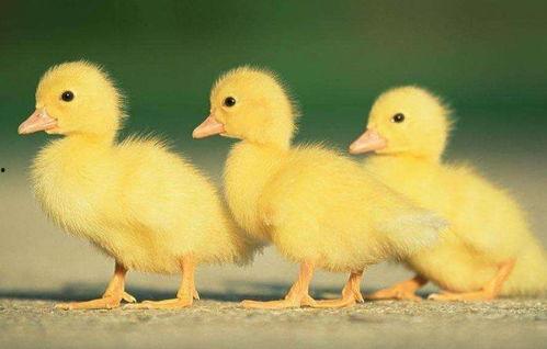 五哥爆料鹅视频,独家爆料带你探秘网红圈