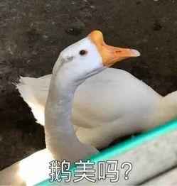 五哥爆料鹅视频,独家爆料带你探秘网红圈 第2张 五哥爆料鹅视频,独家爆料带你探秘网红圈 第2张