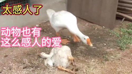 五哥爆料鹅视频,独家爆料带你探秘网红圈 第3张 五哥爆料鹅视频,独家爆料带你探秘网红圈 第3张