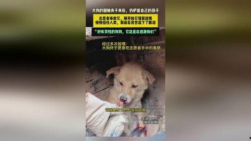 河南大狗爆料最新消息,最新消息揭示惊人内幕 第3张 河南大狗爆料最新消息,最新消息揭示惊人内幕 第3张