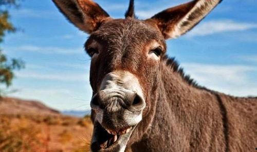 二驴老爸爆料了吗视频大全,揭秘背后故事与精彩瞬间