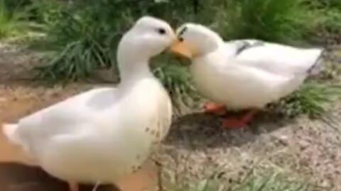 娱乐吃瓜鹅鸭视频下载