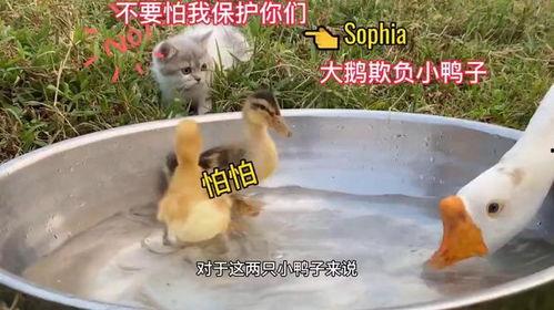 娱乐吃瓜鹅鸭视频下载