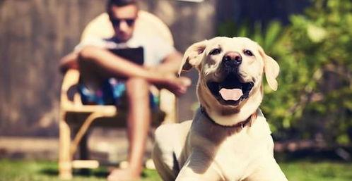 娱乐吃瓜酱人被狗撞